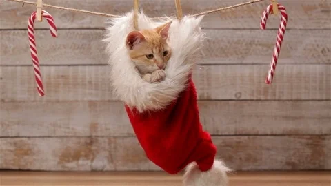 Cute ginger cat sitting in a santa hat relaxing Stock Footage 99768990