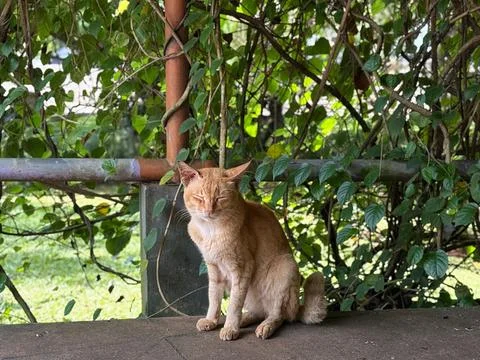 Cute ginger cat sitting on stone ledge in garden with concrete, domestic Stock-Fotos