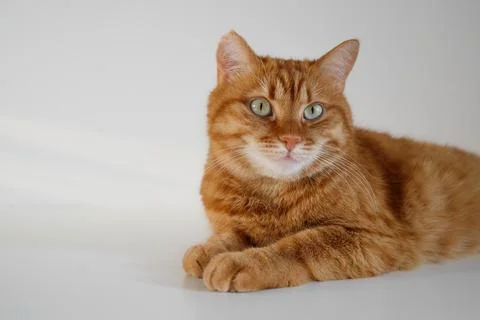 Cute ginger cat sitting on table and looking at camera Foto stock