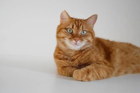Cute ginger cat sitting on table and looking at camera Stock Photos