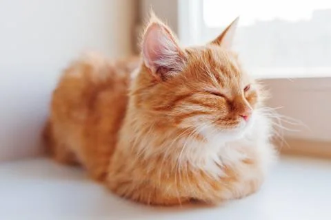 Cute ginger cat sitting on window sill. Cozy home background with domestic fl Stock Photos