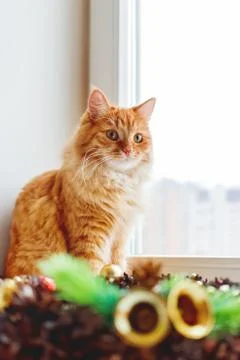 Cute ginger cat sitting on window sill near handmade Christmas wreath. Fluffy Stock Photos
