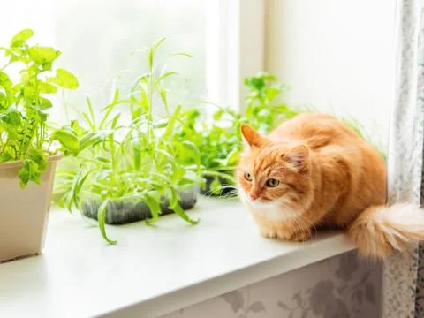 Cute ginger cat is sitting on window sill near flower pots with rocket salad, Stock Photos