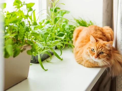 Cute ginger cat is sitting on window sill near flower pots with rocket salad, Foto stock