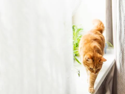 Cute ginger cat is sitting on window sill near flower pots with rocket salad, Stock Photos