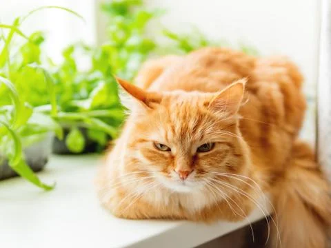 Cute ginger cat is sitting on window sill near flower pots with rocket salad, Stock Photos