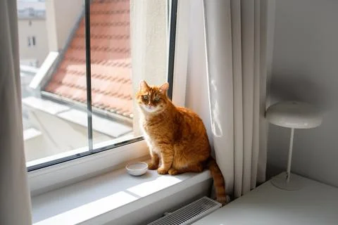 Cute ginger cat sitting at the window near feeding bowl with water Foto stock