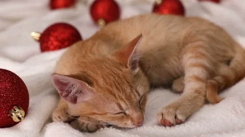 Cute ginger cat sleeping among red christmas ball decorations Stock Footage 99193422