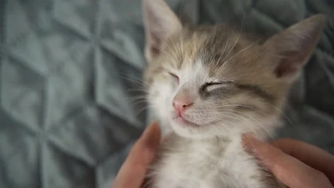 Cute ginger cat is sleeping in the bed on warm blanket. Cold autumn or winter Stock Footage 159199811