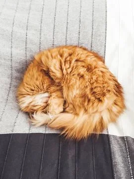 Cute ginger cat is sleeping on bed, snuggling in circle. Top view on fluffy p Foto stock
