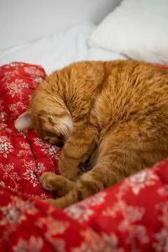 Cute ginger cat sleeping in bed on red blanket with floral print Stock Photos