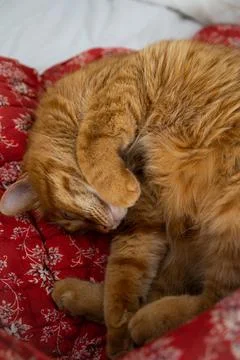 Cute ginger cat sleeping in bed on red blanket with floral print Foto stock