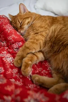Cute ginger cat sleeping in bed on red blanket with floral print Stock-Fotos