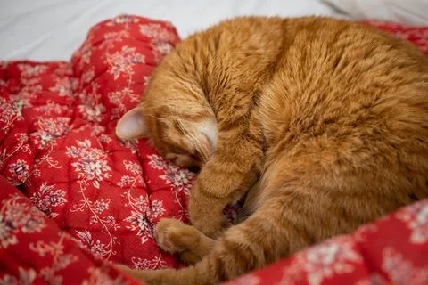 Cute ginger cat sleeping in bed on red blanket with floral print Stock Photos