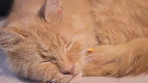 Cute ginger cat sleeping on beige pillow. sleepy tired orange kitten. fluffy Stock Footage 162692148