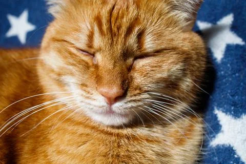 Cute ginger cat sleeping close up portrait Stock Photos