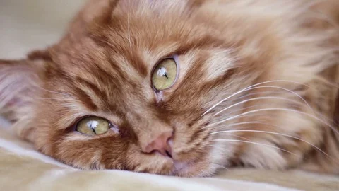 Cute ginger cat is sleeping Stock Footage 87094065