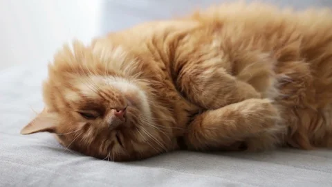 Cute Ginger Cat Sleeping Stock Footage 96238383