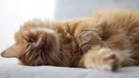 Cute Ginger Cat Sleeping Stock Footage 96238560