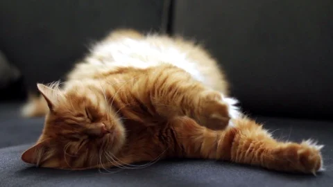 Cute Ginger Cat Sleeping Stock Footage 96242507