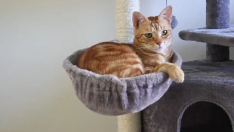 Cute ginger cat is sleeping inside cat's basket. Concept of domestic pets Stock Footage 205172118