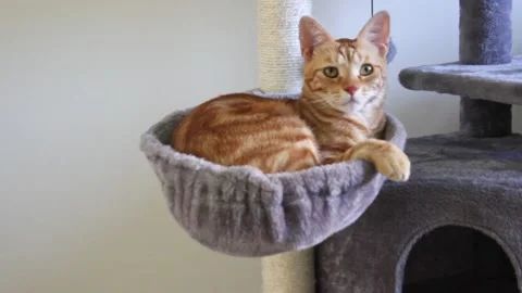 Cute ginger cat is sleeping inside cat's basket. Concept of domestic pets Stock Footage 205997137