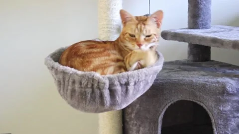 Cute ginger cat is sleeping inside cat's basket. Concept of domestic pets Stock Footage 207941922
