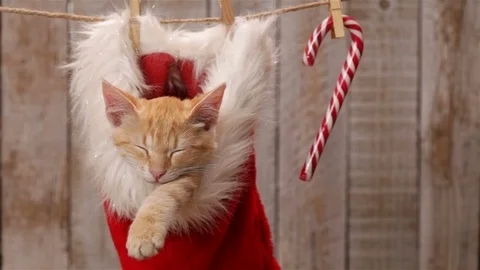 Cute ginger cat sleeping in a santa hat - closeup Stock Footage 99193744