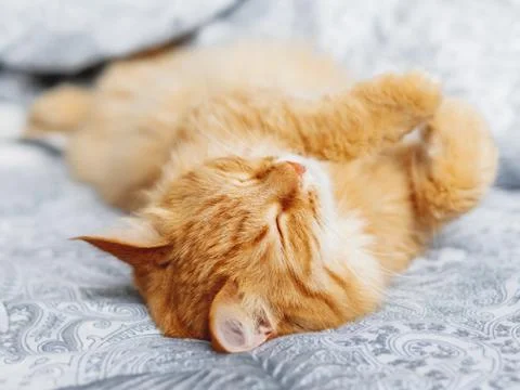 Cute ginger cat sleeps belly up. Fluffy pet has a nap in bed. Cozy morning be Stock Photos