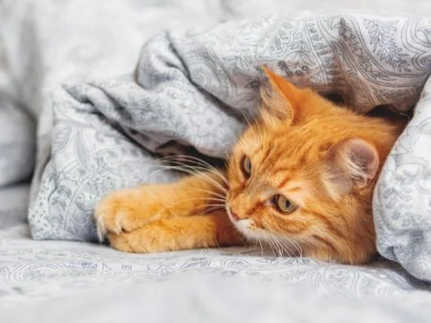 Cute ginger cat sleeps under the blanket. Fluffy pet has a nap in bed. Cozy m Stock Photos