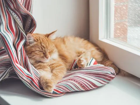 Cute ginger cat sleeps on window sill. Fluffy pet has a nap on colorful texti Stock Photos