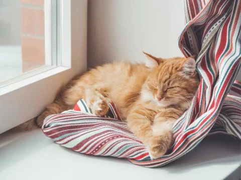 Cute ginger cat sleeps on window sill. Fluffy pet has a nap on colorful texti Stock Photos
