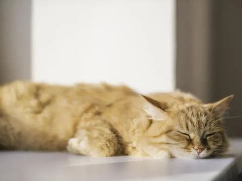 Cute ginger cat sleeps on window sill. Fluffy pet has a nap on sunlight. Cozy Foto stock