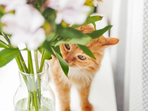 Cute ginger cat sniffs bouquet of alstroemeria flowers in glass vase. Fluffy  库存照片