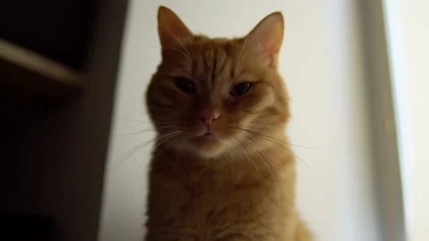 Cute ginger cat squints and looks into the camera Stock Footage 223686195