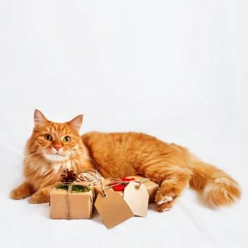 Cute ginger cat with stack of Christmas presents. New Year gifts are wrapped  Stock Photos