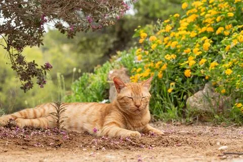 Cute ginger cat under a tree resting looking calm and sleepy. Stock Photos