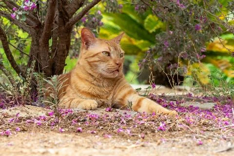 Cute ginger cat under a tree resting looking calm. Close up look. Stock Photos