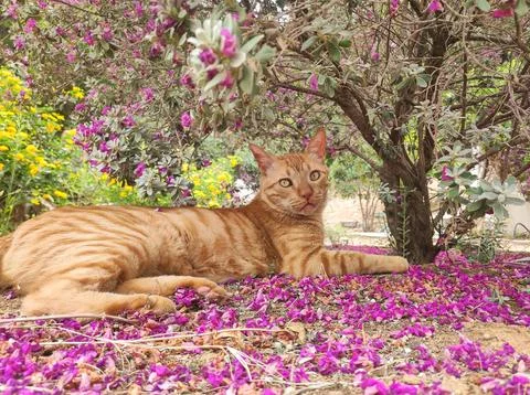 Cute ginger cat under a tree resting looking calm and happy. Stock Photos