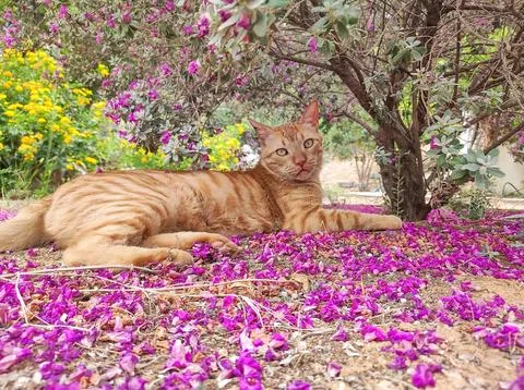 Cute ginger cat under a tree resting looking calm. Stock Photos