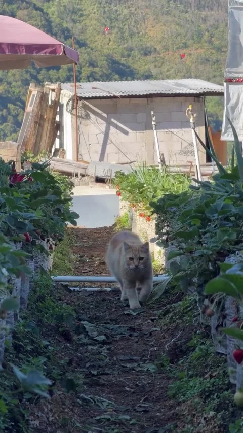 Cute Ginger Cat Walking Between Strawberry Rows on Farm Stock Footage 339776006