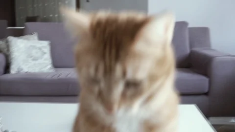 Cute ginger cat walking at home Stock Footage 104246535