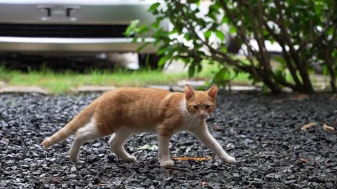 Cute ginger cat walks along the yard after the rain. Rainy season in tropics Stock Footage 199541477