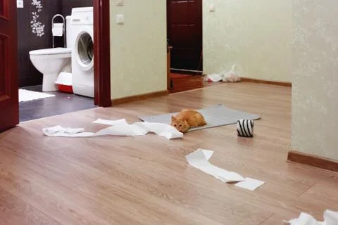 Cute ginger cat was playing with toilet paper. Fluffy pet looking scared and  Stock Photos