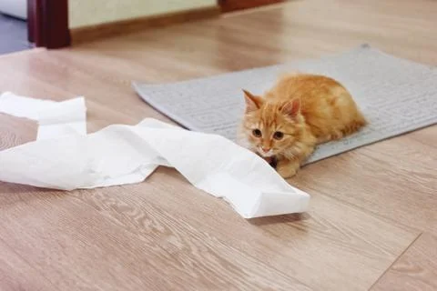 Cute ginger cat was playing with toilet paper. Fluffy pet looking scared and  Stock-Fotos