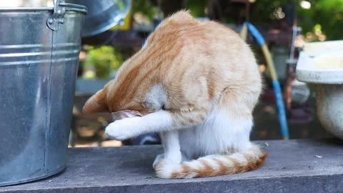 Cute Ginger Cat Washing Its Face with a Paw Outdoors on a Sunny Day Stock Footage 345634031