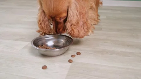 Cute ginger cocker spaniel puppy eagerly eating dry kibble from a silver metal Stock-Footage 337826706