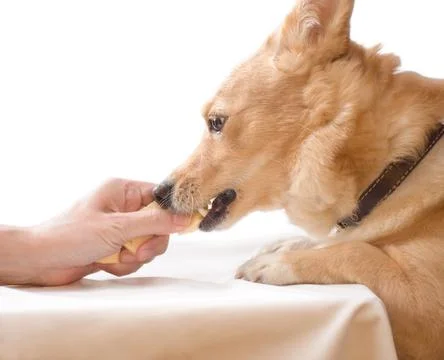 Cute ginger dog eats Stock Photos