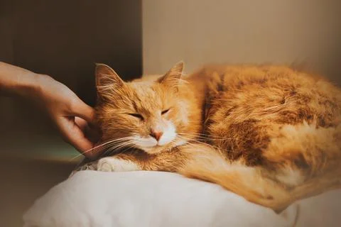 A cute ginger fluffy cat is lying on a white pillow on the windowsill, and ow Stock Photos