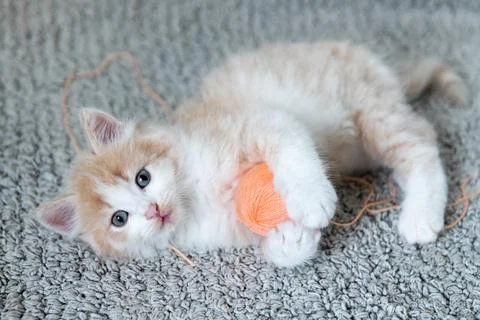 Cute ginger fluffy kitten bed in a basket plays with a ball looks at the camera Stock Photos